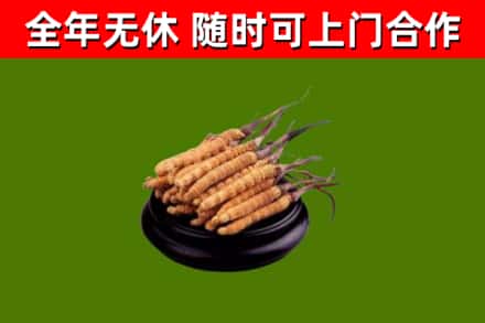 巫山县回收散虫草