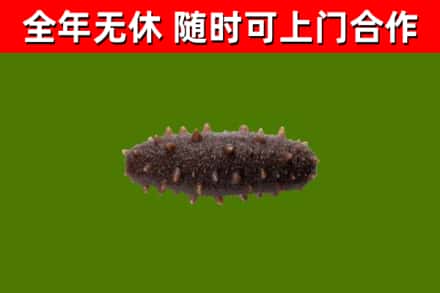 巫山县回收海参干